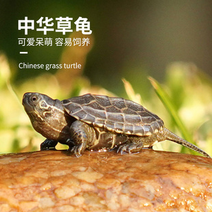 宠尚天中华草龟小乌龟活体巴西网红宠物水龟北美小鳄龟活物墨龟苗