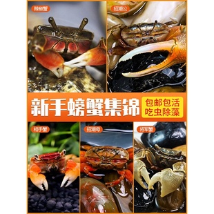 迷你蟹辣椒蟹相手蟹招潮蟹将军蟹螃蟹鱼缸观赏蟹吃虫淡水蟹活体