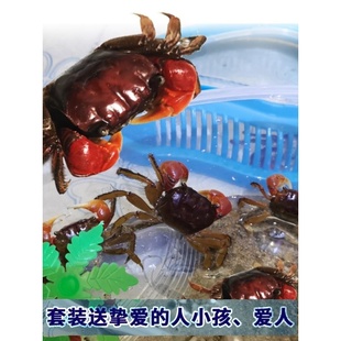 相手蟹将军相守蟹招潮蟹水族观赏淡水蟹迷你宠物螃蟹鱼缸盒子微景