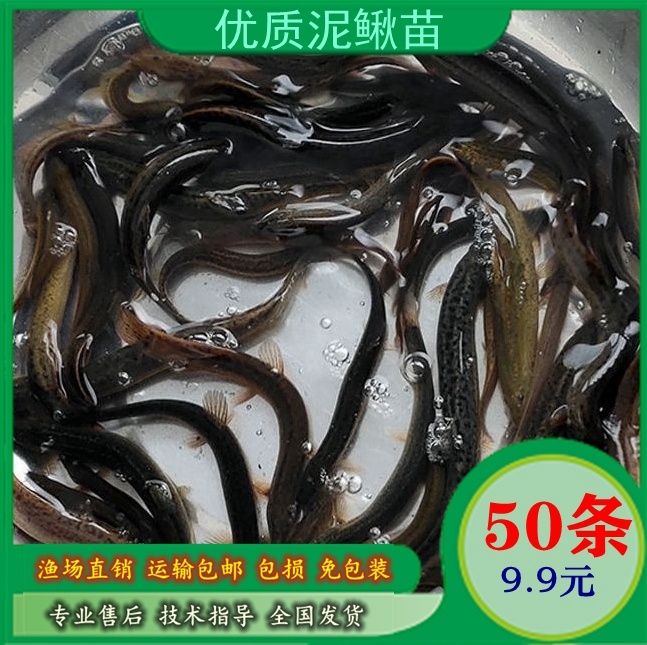 台湾泥鳅活鱼小泥鳅本地淡水泥鳅活体幼苗乌龟龙鱼虎鱼饲料鱼包邮
