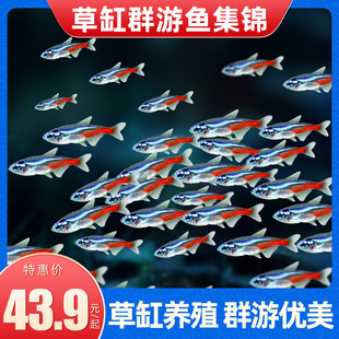 红绿灯鱼活体热带观赏鱼小型淡水鱼新手好养黑尾大勾鱼草缸群游鱼