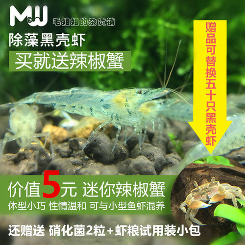 黑壳虾小缸清洁虾乌龟饲料除藻虾观赏虾工具虾草缸水族箱鱼缸造景