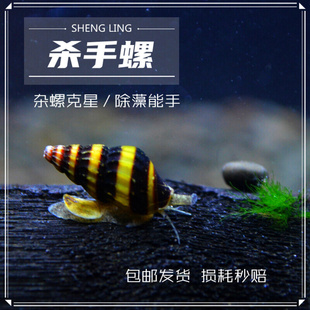 包邮杀手螺大黄蜂螺观赏螺宠物螺除藻螺工具螺活体水族除杂螺除蜗