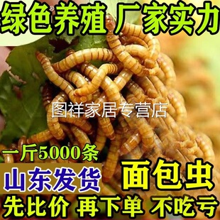 耐用面包虫活虫鲜活蝗虫鱼儿专用吃的虫子活食物软饵麦麸子垂钓拉