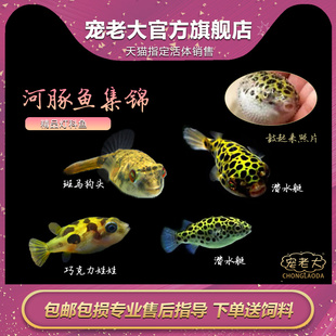 潜水艇鱼河豚鱼观赏鱼巧克力娃娃鱼活体草缸除螺会生气的鱼热带鱼