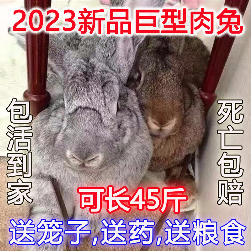 肉兔子活物 大型巨型活小兔子苗公母一对幼崽大流士活体家养45斤属于什么档次？