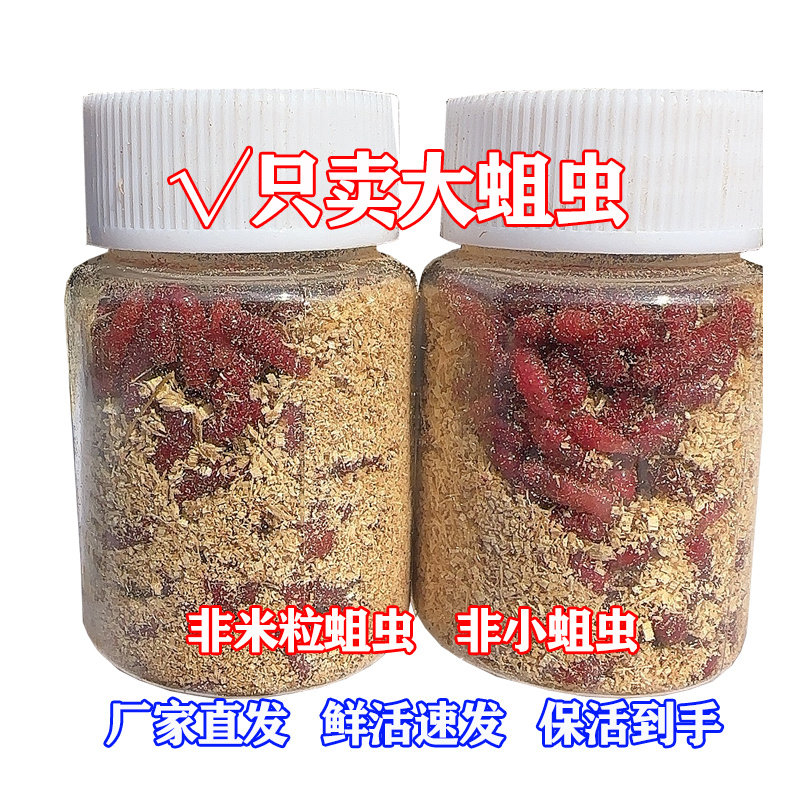 包邮大号钓鱼蛆虫鲜活野钓蛆虫蝇蛆红蛆饵料活蛆牙子红蛆虫