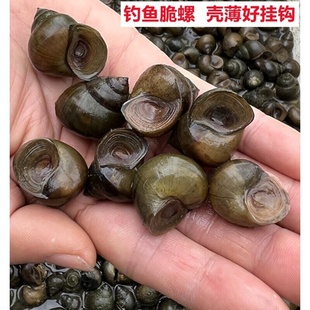 脆螺钓鱼螺钓青鱼泥螺鲜活田螺活体螺蛳青鱼饵黑鲩乌青打窝料石螺
