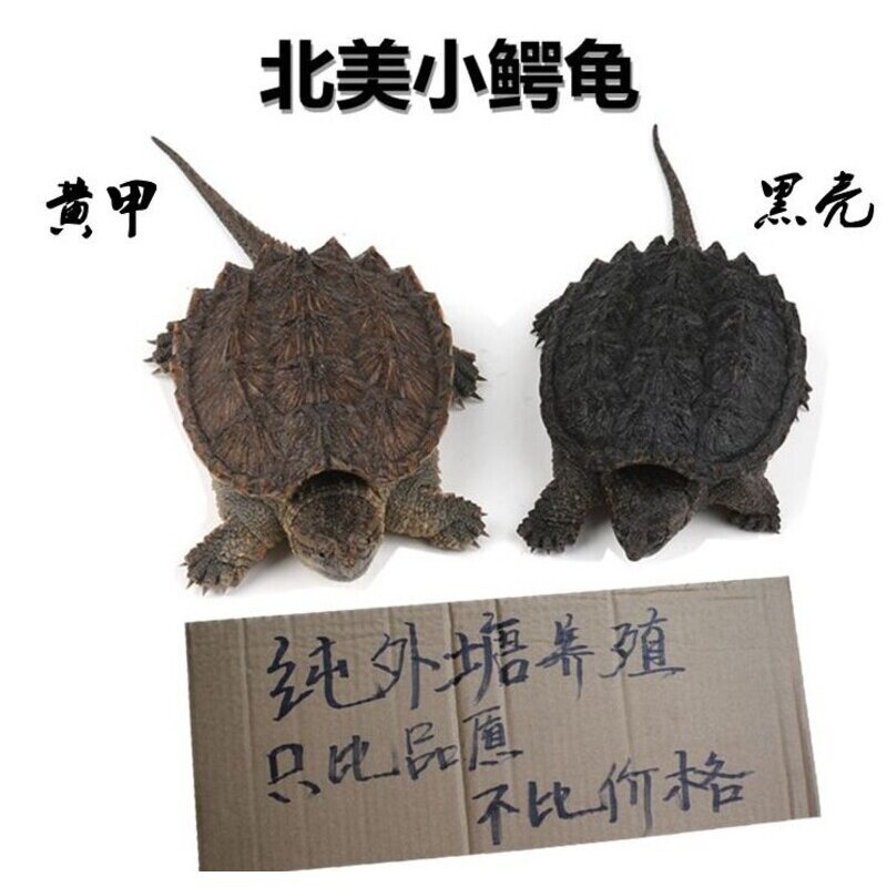外塘北美小鳄龟拟鳄龟鳄鱼龟宠物龟/鳖