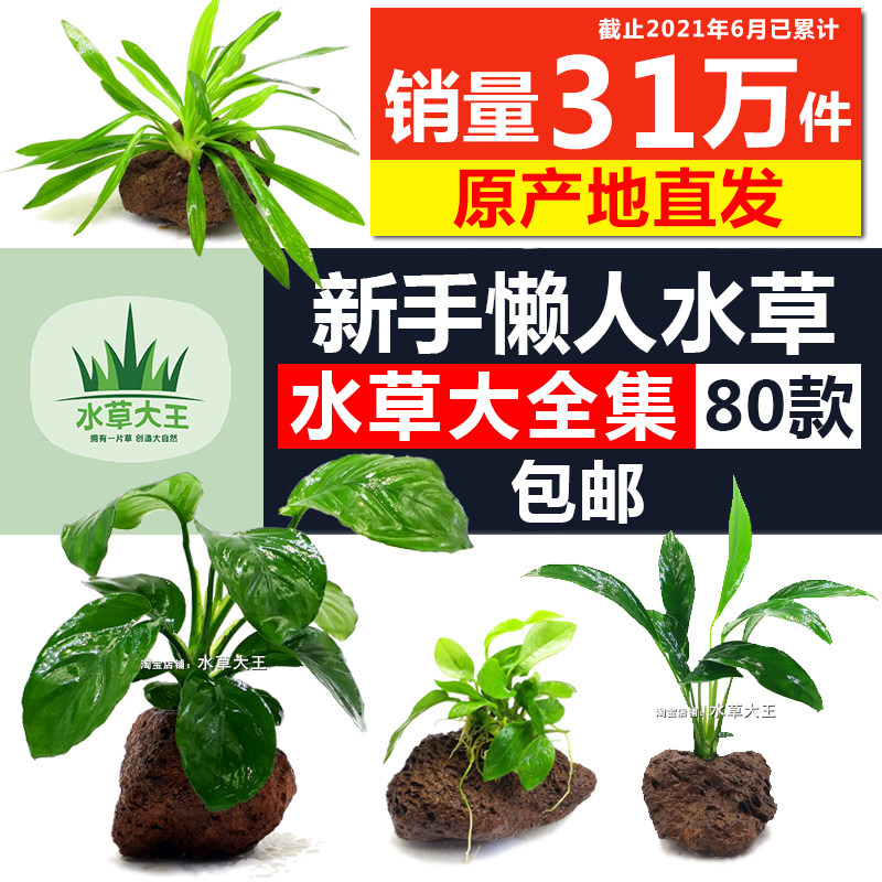 水草包邮懒人水草水榕水草种子水榕沉木水草活体鱼缸装饰植物