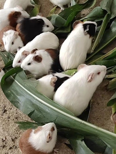 荷兰猪活体荷兰猪活物荷兰猪宠物豚鼠活体豚鼠活物荷兰兔活体幼崽