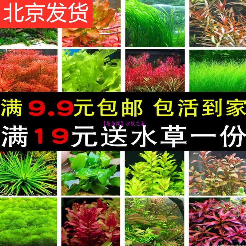鱼缸造景活体真水草莫丝小水榕珍珠丁香容易养活适合懒人包邮包损