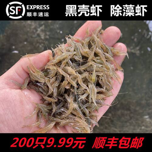 黑壳虾除藻清洁草虾观赏虾超大号淡水虾活体龟饲料活虾鲜活樱花虾