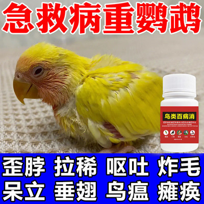 鹦鹉生病专用药鹦鹉感冒没精神鸟瘟不吃食拉稀专用急救鹦鹉鸟用药