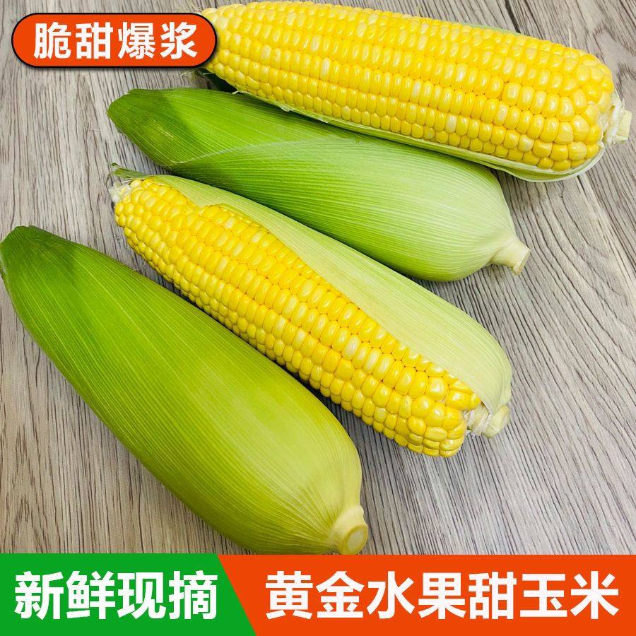 新鲜黄金水果甜玉米新老式甜笨玉米金银黄金甜玉米鲜嫩爆汁孕妇,水产肉类/新鲜蔬果/熟食,新鲜玉米,淘宝优惠券,粉丝福利购,淘宝优惠卷