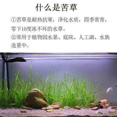 苦草水草扁担草龙须草河道净化小龙虾蟹鱼缸造景养殖净化淡水植物