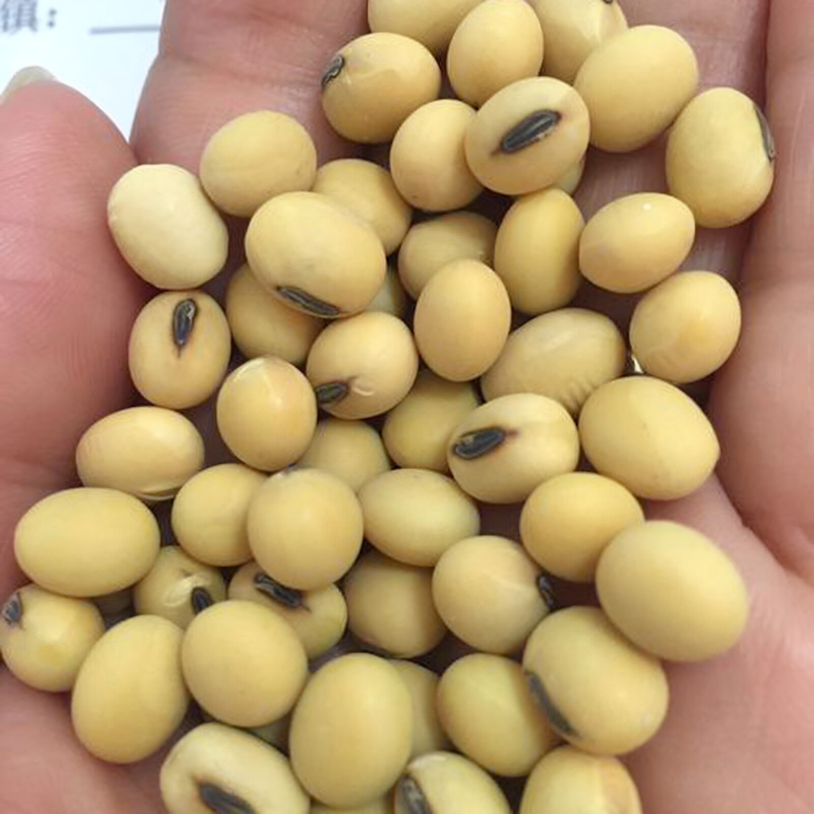江西特产小黄豆赣南豆子种子豆腐非转基因老品种农家黑眼有机大豆