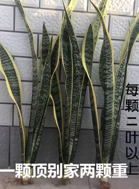 金边虎皮兰裸根绿植懒人好养易活植物大苗室内北欧银脉虎尾兰