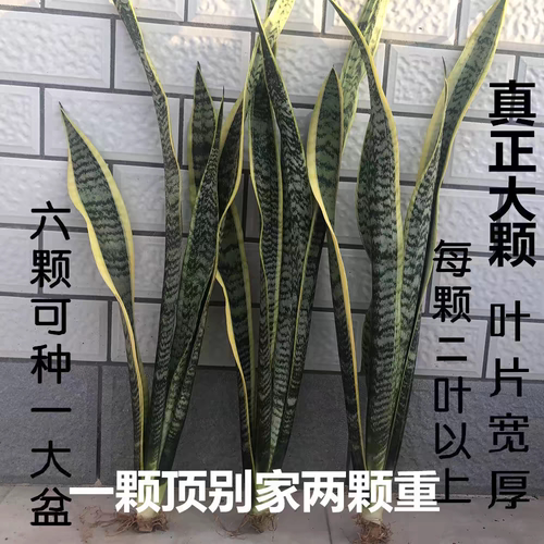 金边虎皮兰裸根绿植懒人好养易活植物大苗室内北欧银脉虎尾兰