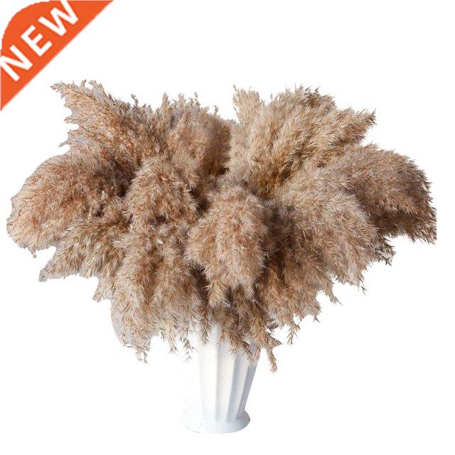 0 Stems Dried Pampas Grass,Wild Pampas Grass Fluffy Pampas