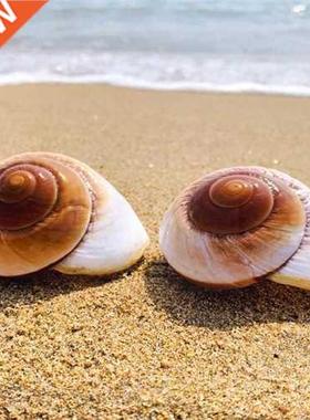 Natural Bread Snails Shell Natural Shell Conch Bread