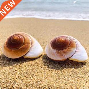 Natural Bread Snails Shell Natural Shell Conch Bread