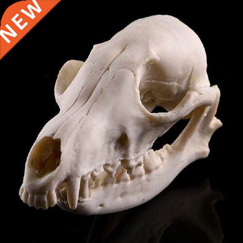 Fake Vivid Resin Animal Skull Head Skeleton for f/ Club