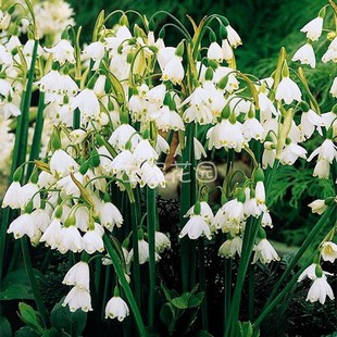 进口 雪片莲种球 现货 庭院阳台盆栽雪滴花多年生球根