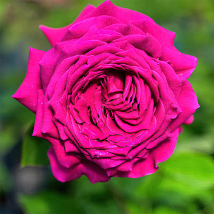 悠久的约定月季花大苗灌木洋红色大花强香直立粗壮长势旺盛勤开花