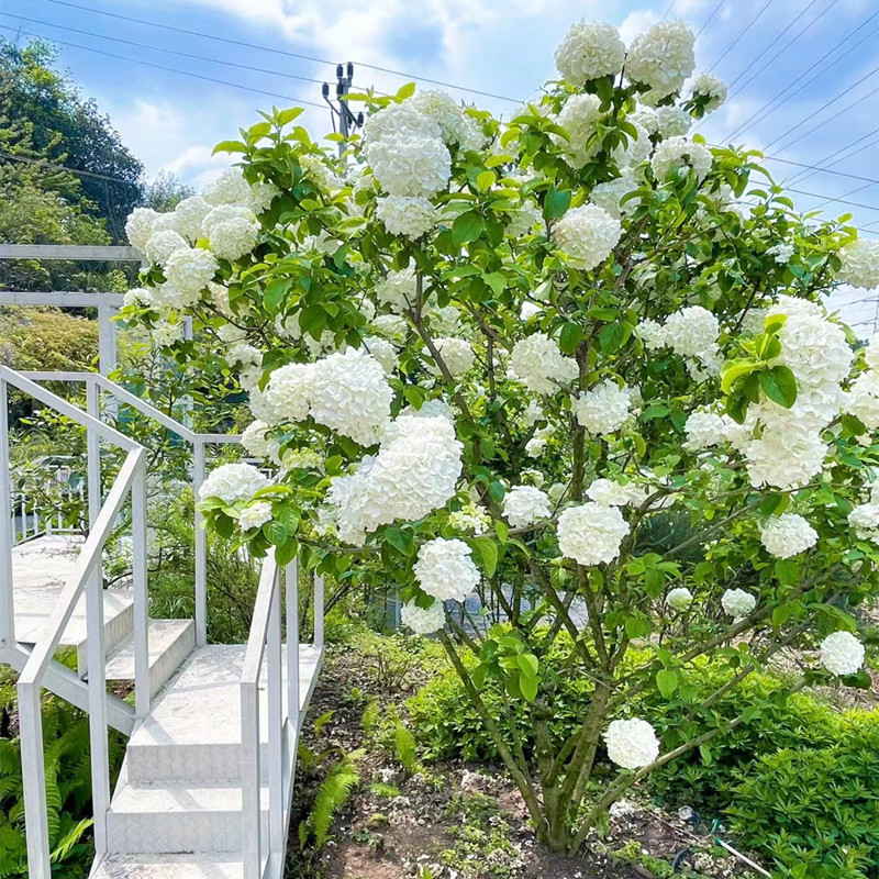 中华木本绣球花树苗盆栽大花型斗球四季开庭院别墅耐寒花卉绿植物