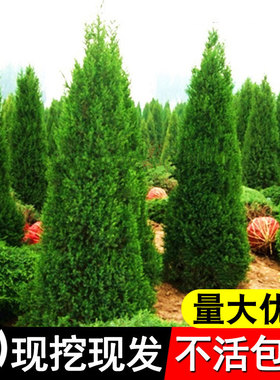 柏树树苗塔柏松树树苗侧柏扁柏松树龙柏四季常青圆松宝塔松工程苗