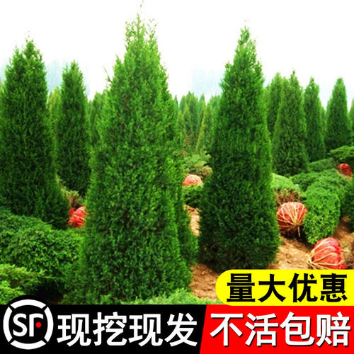 柏树苗塔松侧扁龙四季常青