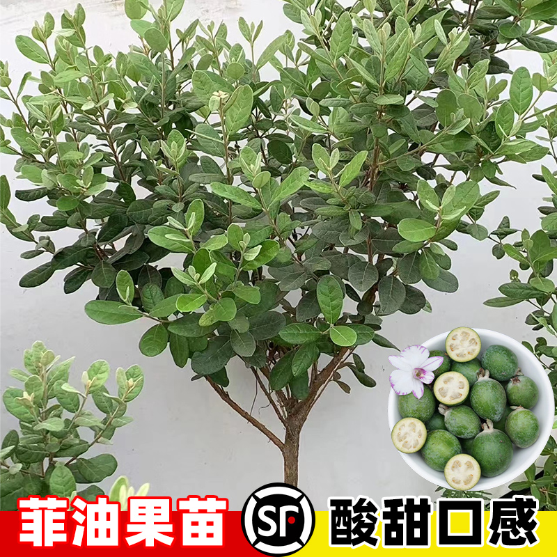 安德烈菲油果树苗盆栽斐济