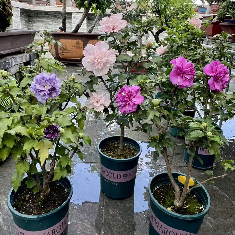 带花苞木槿盆栽糖尖薄荷冰沙紫玉蓝莓木槿花树苗耐寒庭院阳台植物