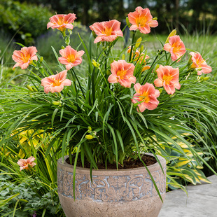 绿化大花萱草忘忧草宿根耐寒金娃娃萱草花苗地被庭院阳台盆栽花卉
