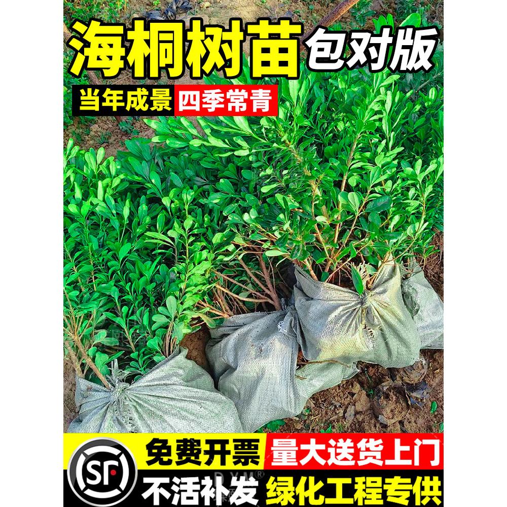 海桐树苗四季常青庭院绿化气味芳香海桐球耐寒植物行道围墙绿篱苗