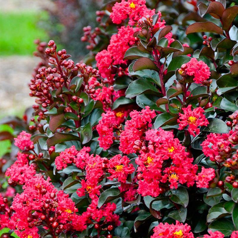 樱桃摩卡紫薇落叶花灌木盆
