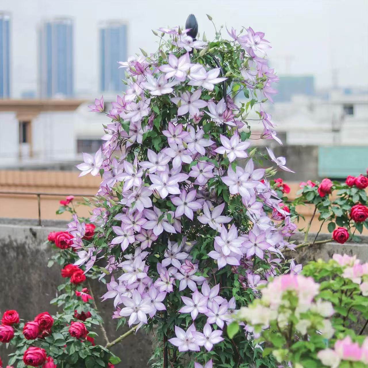 铁线莲花苗爬藤大苗阳台庭院耐寒植物花卉盆栽乌托邦四季开花藤本