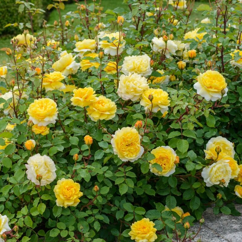 诗人的妻子月季黄色耐热抗病