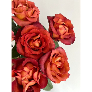 咖啡时间月季花苗大花浓香盆栽耐热抗病阳台庭院复色玫瑰高大直立