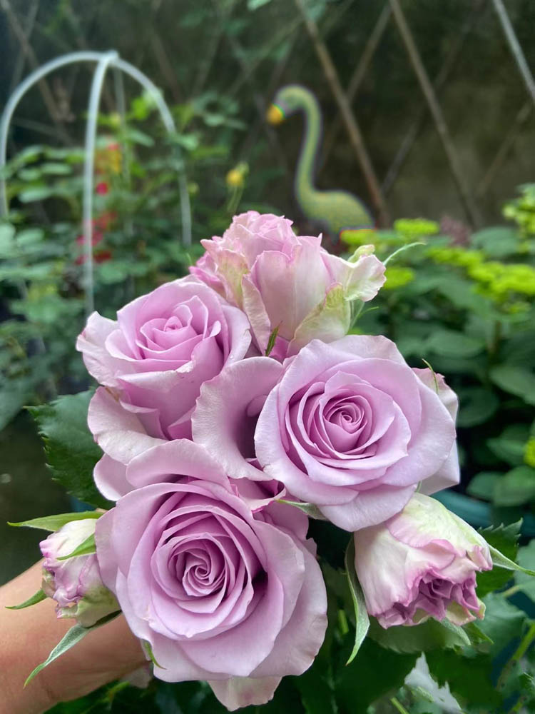 紫霞仙子玫瑰花苗盆栽庭院阳台大花型浓香月季花苗四季开蓝紫色系