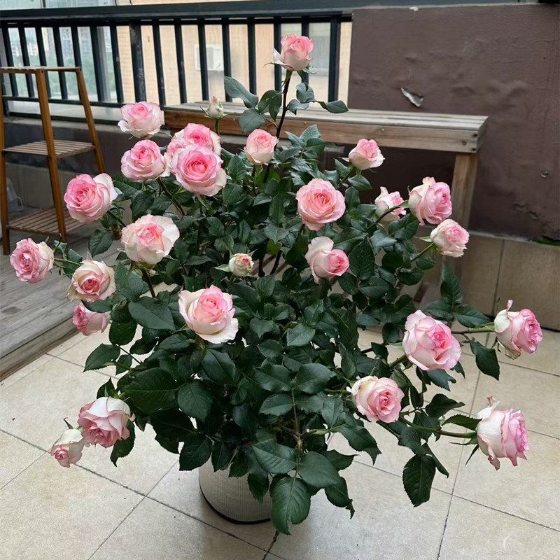 荷兰果汁阳台玫瑰花苗灌木