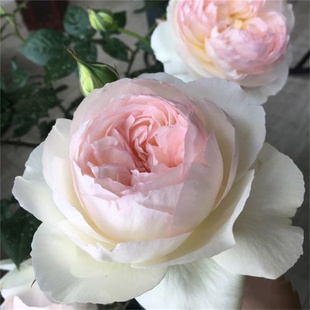 波莱罗浓香月季花大苗盆栽四季开大花型阳台庭院丰花白色玫瑰花苗