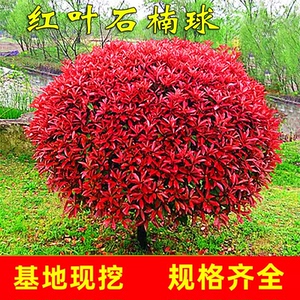 红叶石楠球移栽苗四季长青