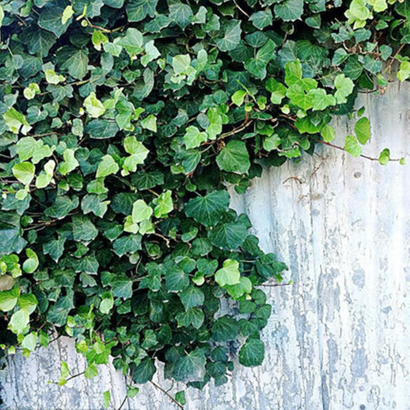 耐寒型爬藤花卉植物常青苗