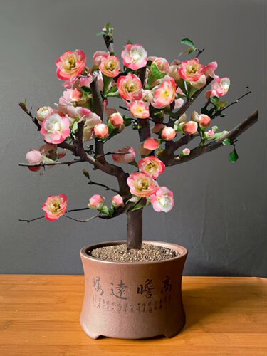 彩玉海棠新品种树苗盆栽