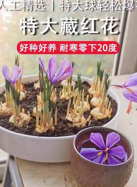 藏红花种球苗西番籽子室内