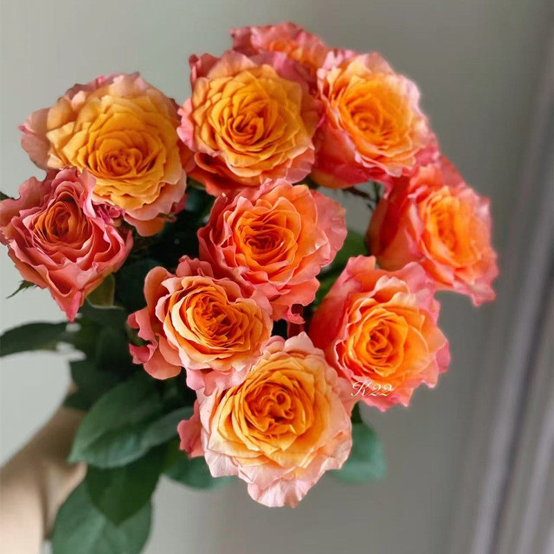 火灵鸟玫瑰盆栽花苗阳台庭图片