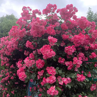 浓香安吉拉月季花苗爬藤植物庭院阳台多头群开藤本月季四季蔷薇花