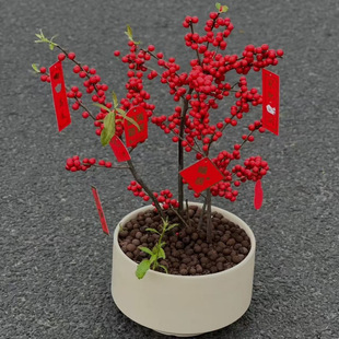 大果北美冬青带红果美斯特公树年宵花真鲜花耐寒花卉北美冬青苗
